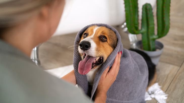 Importance Of Grooming Your Pet