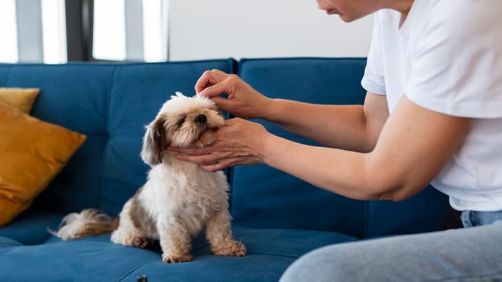 Treating Dog’s Anxiety At A Groomer