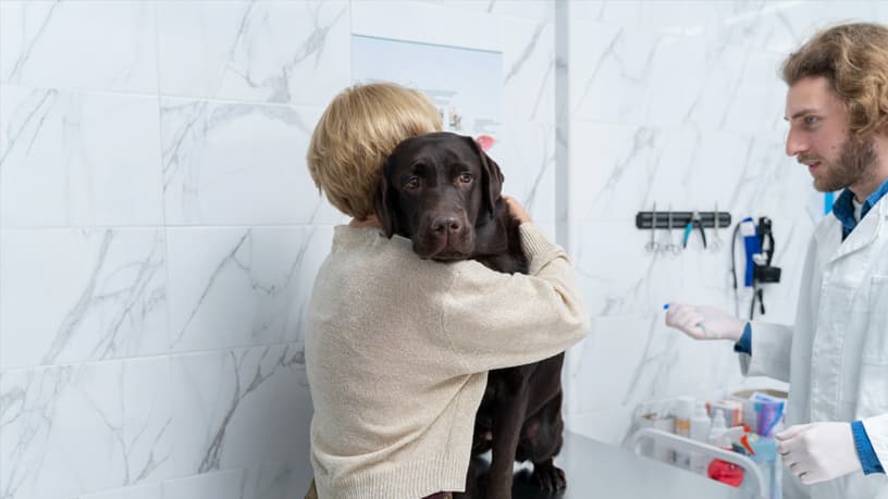 The Small Grooming Details Most Pet Owners Never Notice