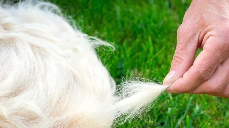 HOW TO DEAL WITH THE SHEDDING SEASON LIKE A PRO