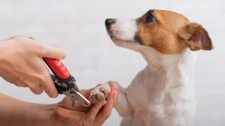 WHY NAIL TRIMMING MATTERS MORE THAN YOU THINK?